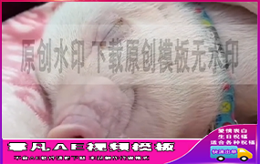 B1152：小猪佩奇睡觉