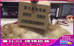 B197狗狗纸牌宣传